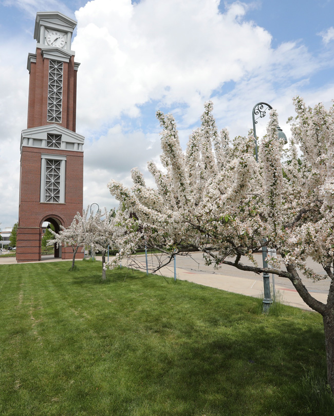 the Eastern clocktower with white flowering tree in foreground