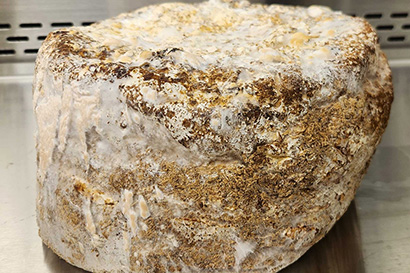 Close-up of mycelial bio-block