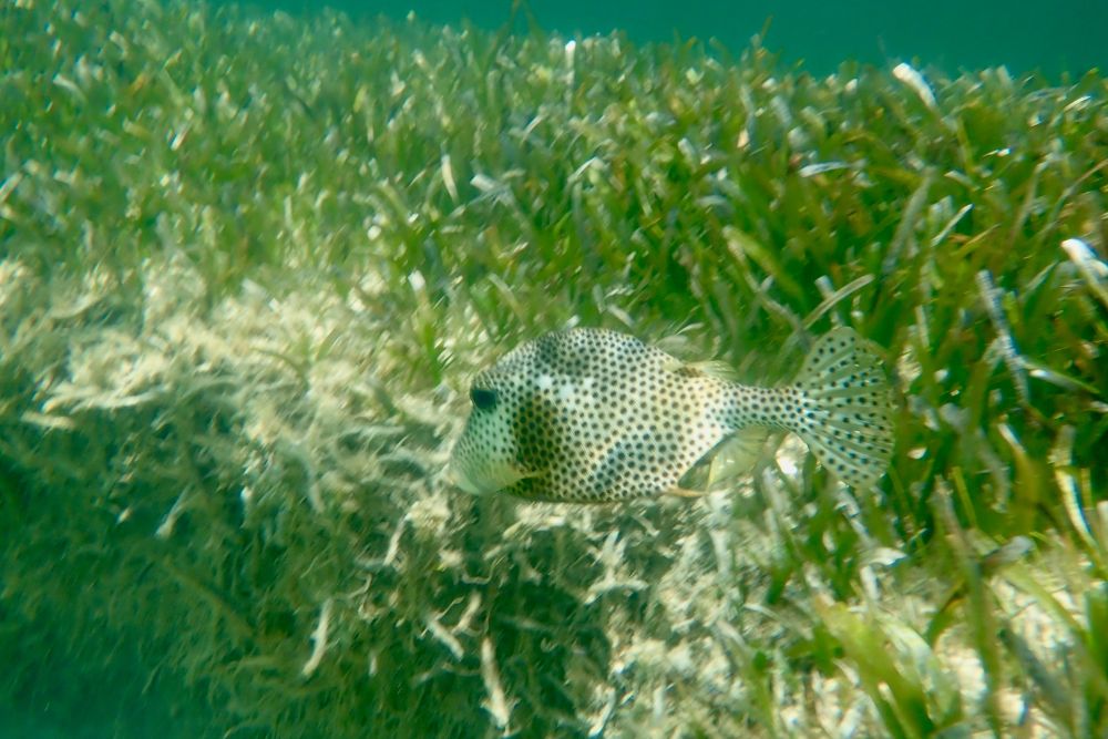 A fish spotted by a student researcher in the Bahamas.