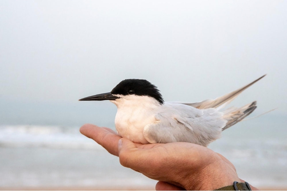 Szczys and Dayton '19 publish on migratory seabird metapopulation-thumbnail image