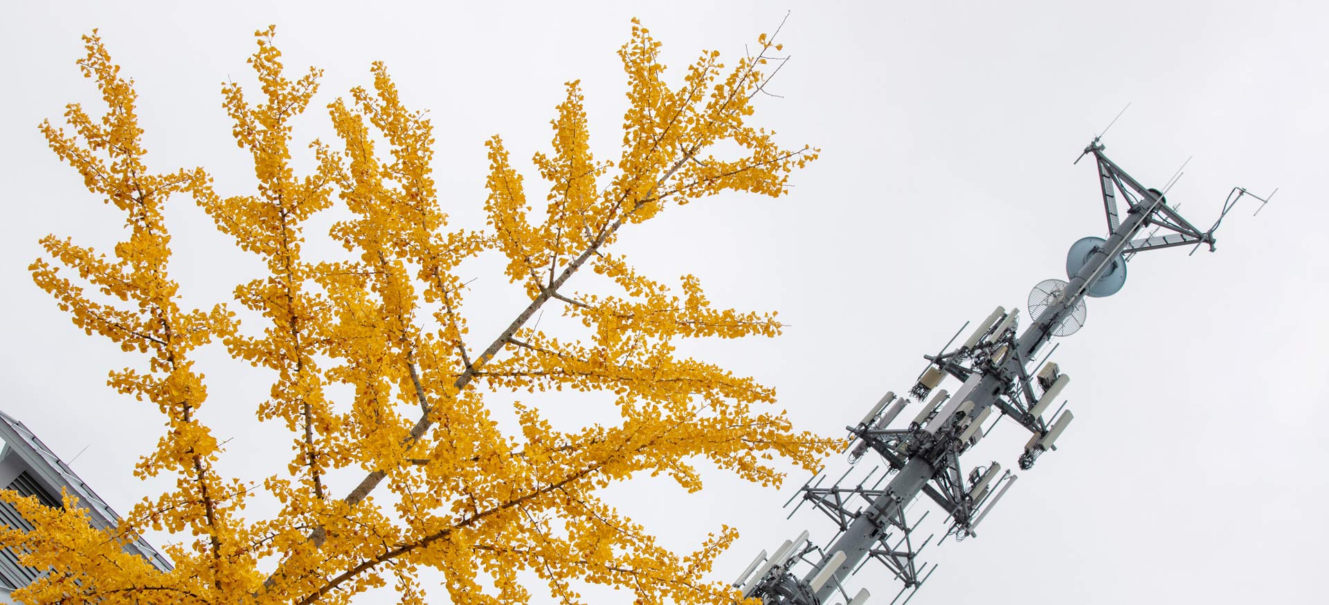 fall foliage in front of Eastern's radio tower