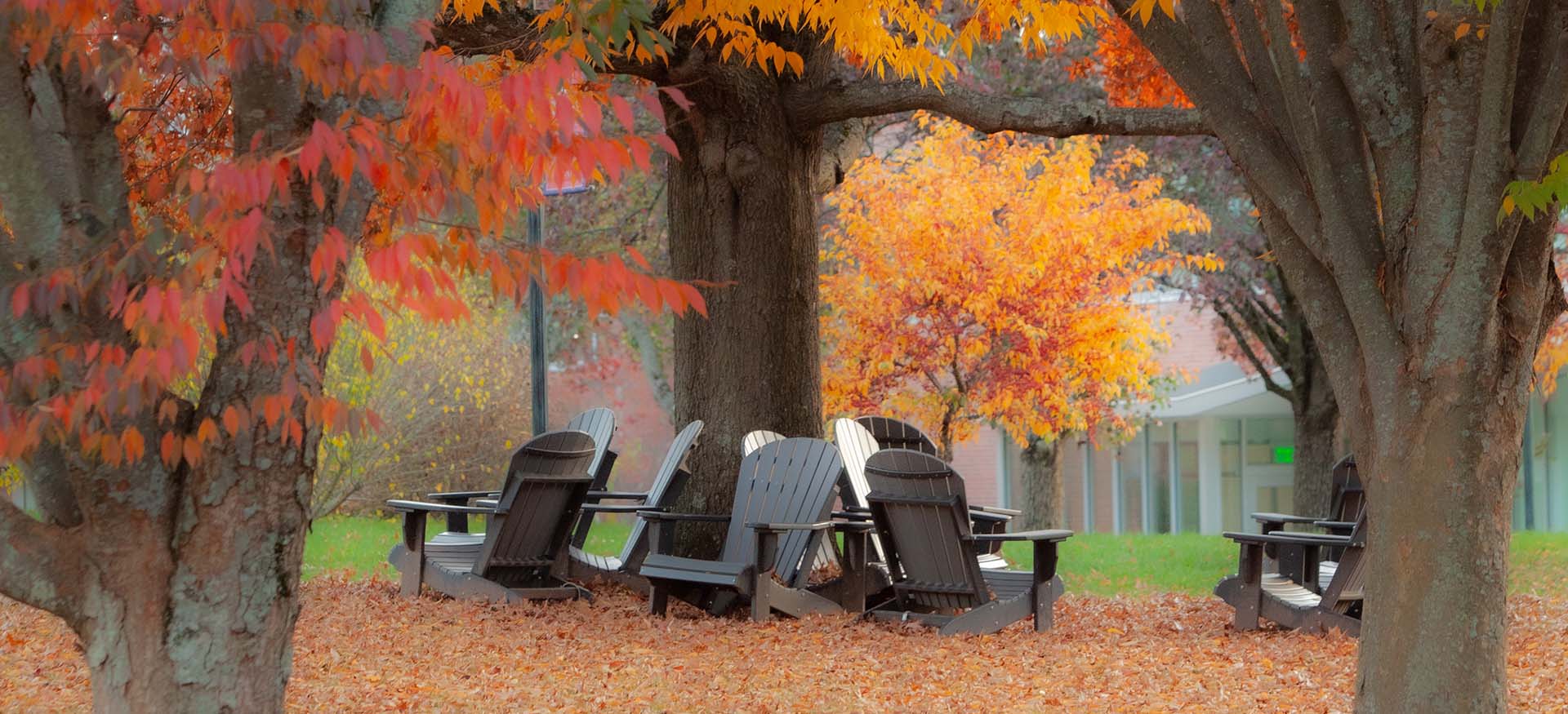 outdoor chairs surrounded by orange leaves