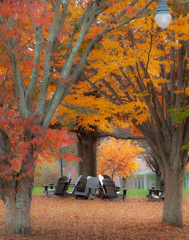 outdoor chairs surrounded by orange leaves