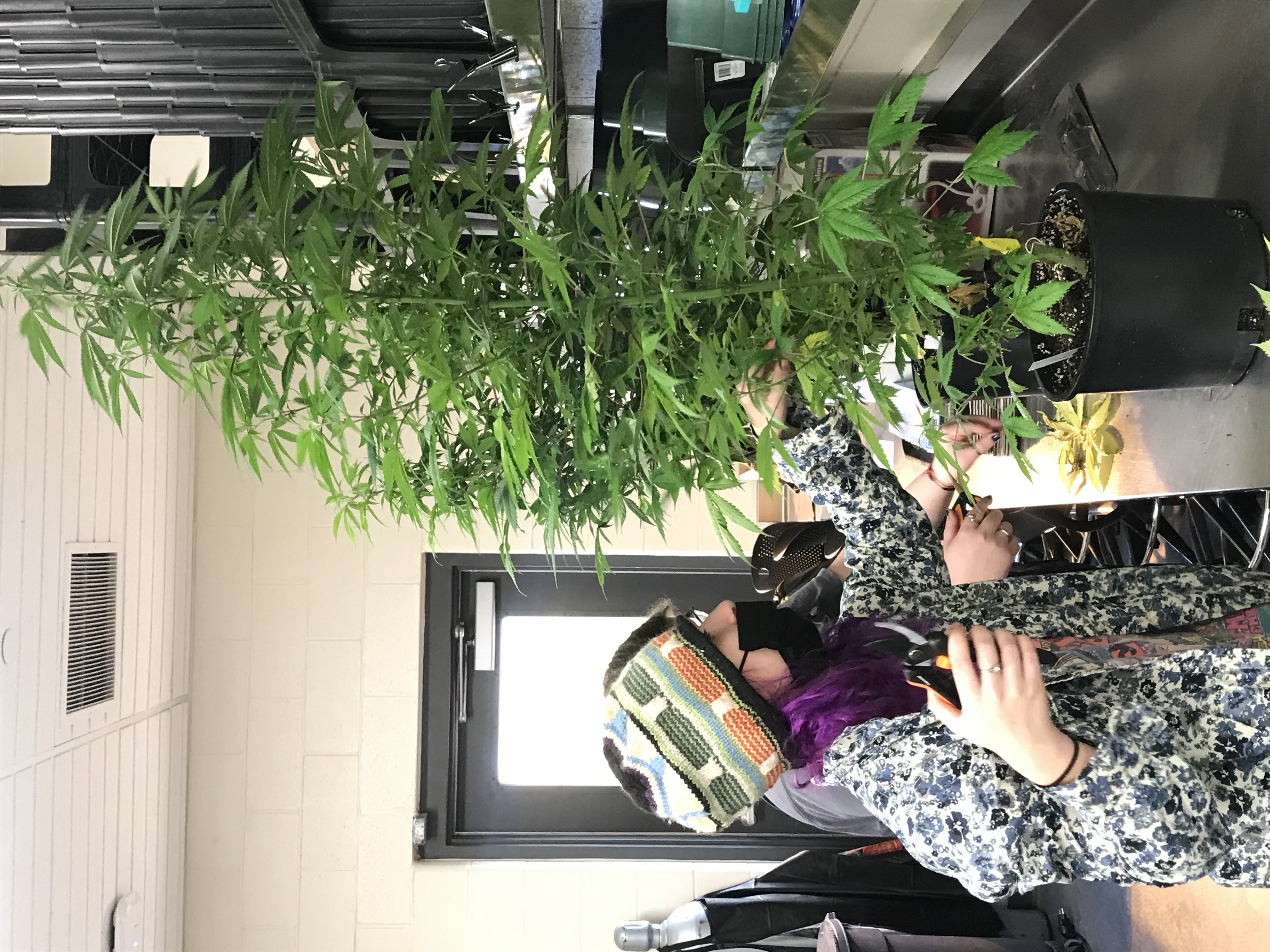 Eastern students working with cannabis plants