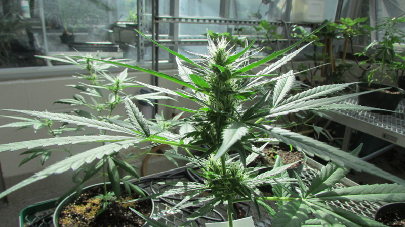 Young cannabis plants growing in Eastern's greenhouse
