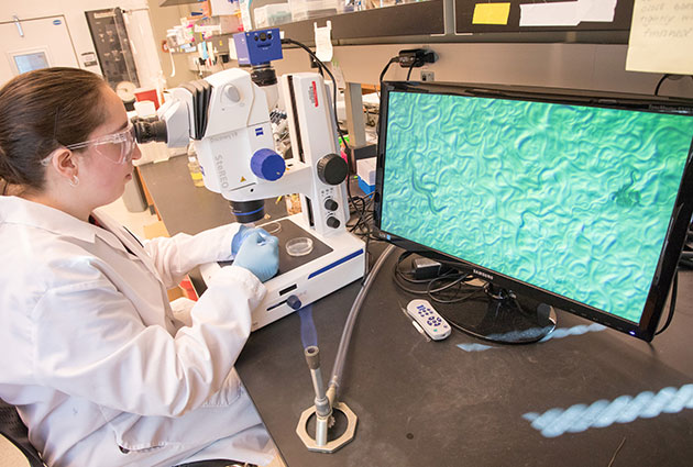 Student using microscope