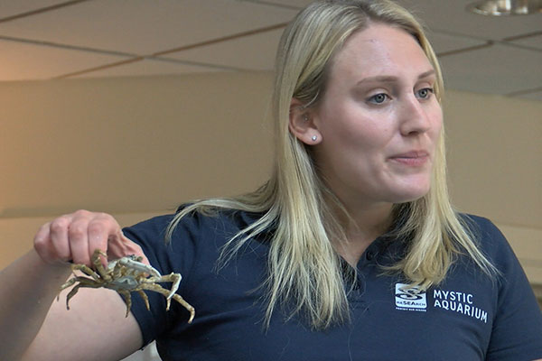 A woman holds up a live crab