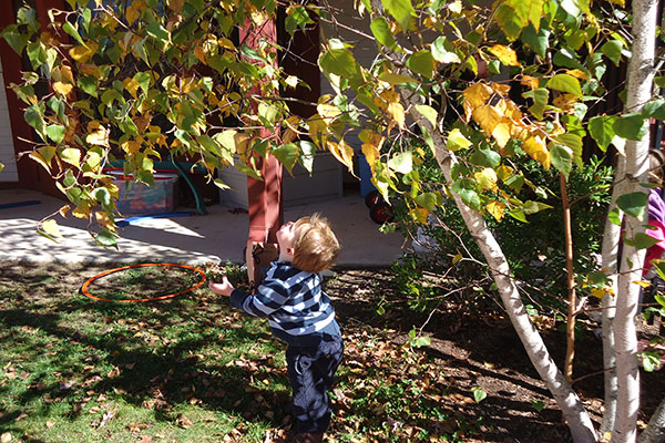 A toddler looking up into a tree.