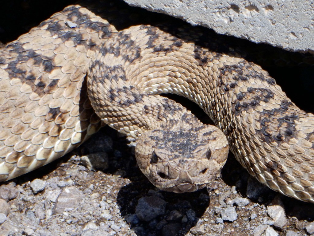 Surprise visitor at our first trip outcrop!