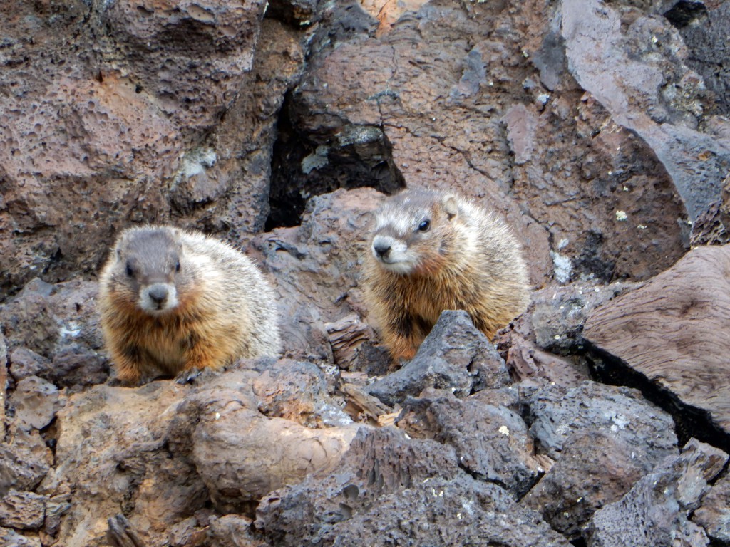 Ralph and Mildred of Marmotville