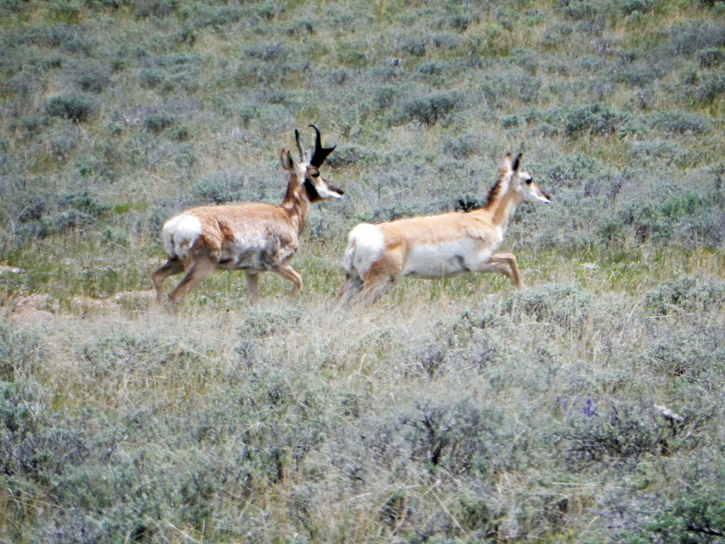 Mr and Mrs Pronghorn
