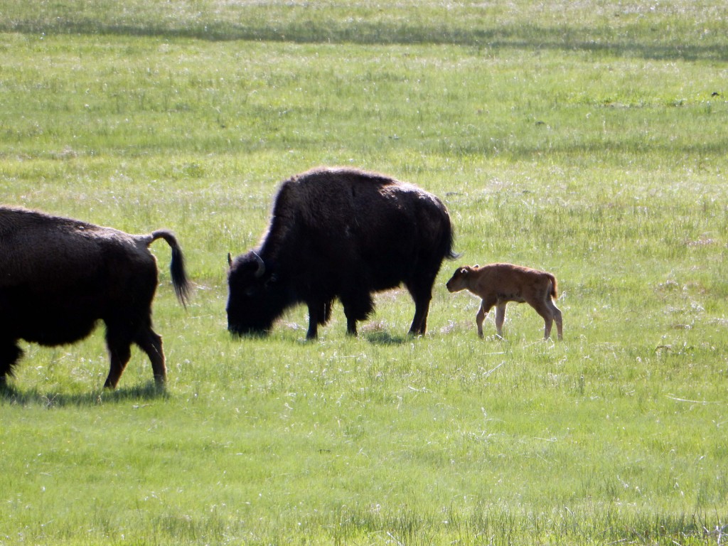 Calving season