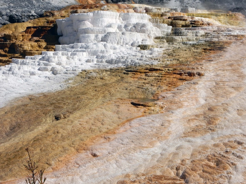 Travertine terraces, Mammoth Hot Springs, Yellowstone N.P.