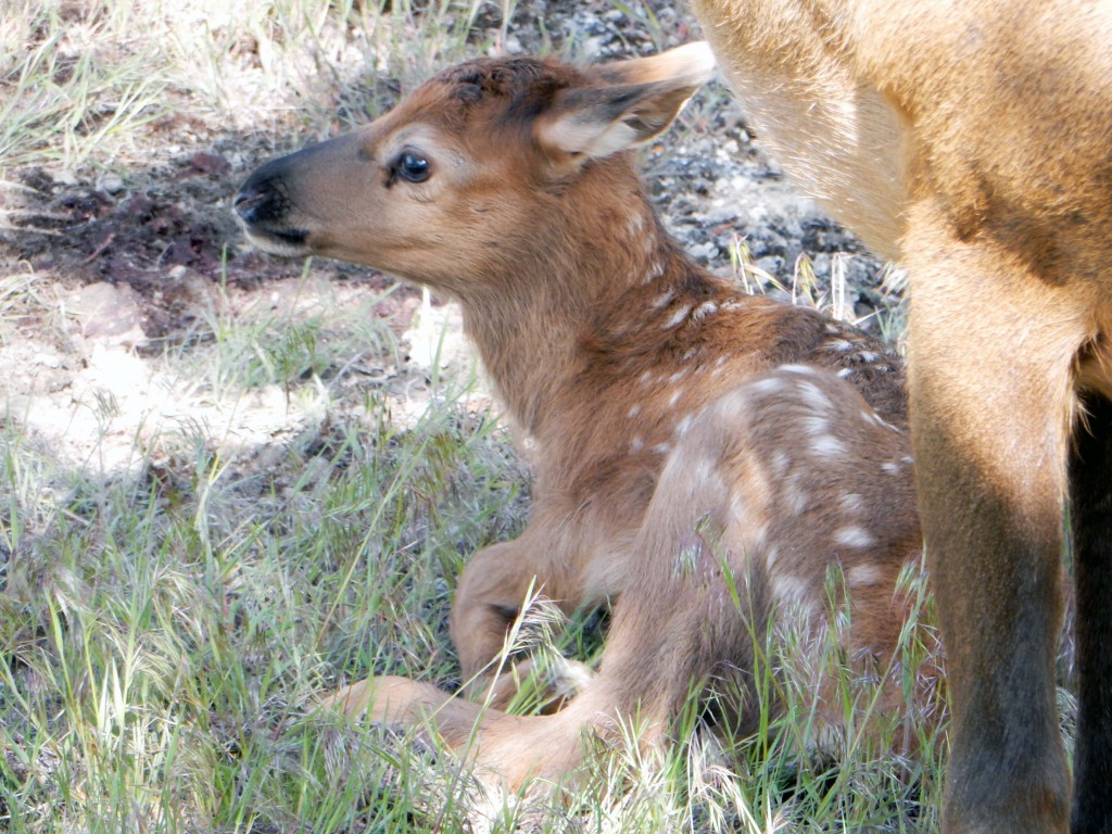 Mule deer fawn