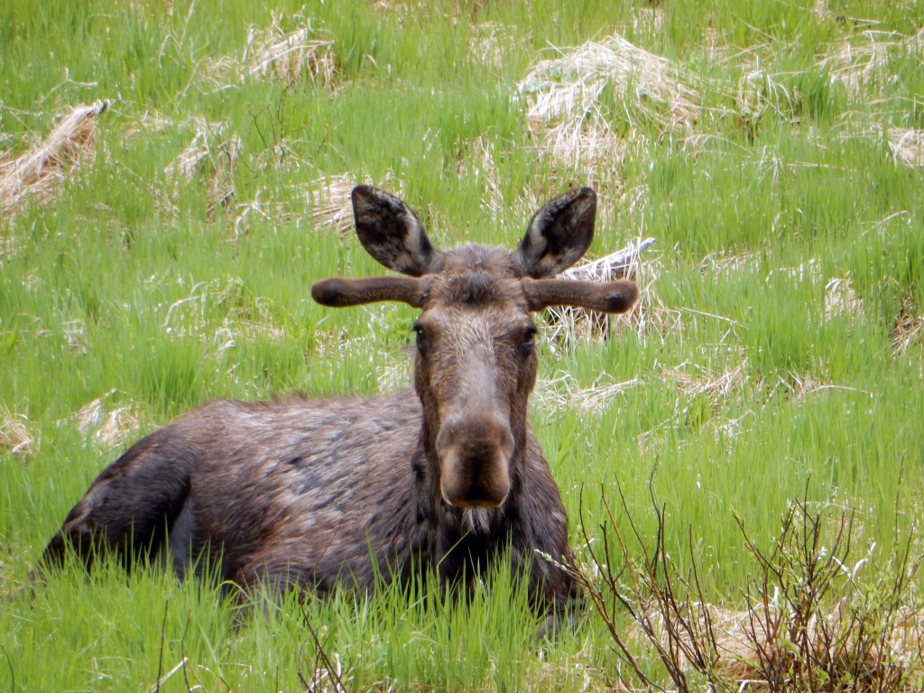 Melvin the Moose merrily munching