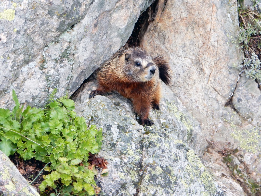Curious Marmot in the Tetons