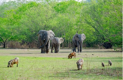 elephants and hippos in Ghana
