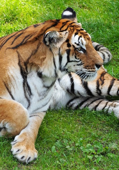 tiger