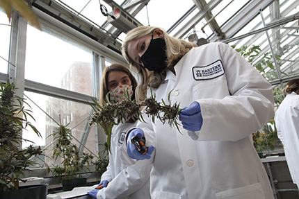 students holding cannabis plant