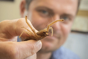 Professors holds camel spider up to camera.