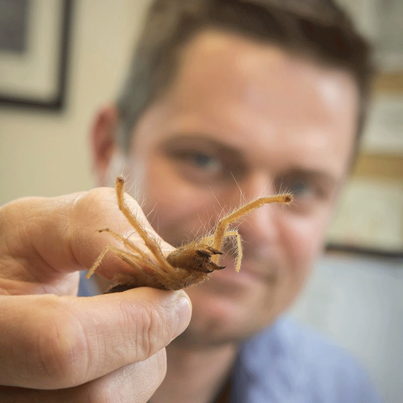 the biggest camel spider ever found