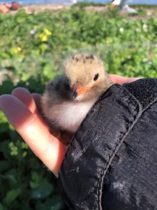 baby bird