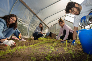 Students weed the Grow Windham green house.