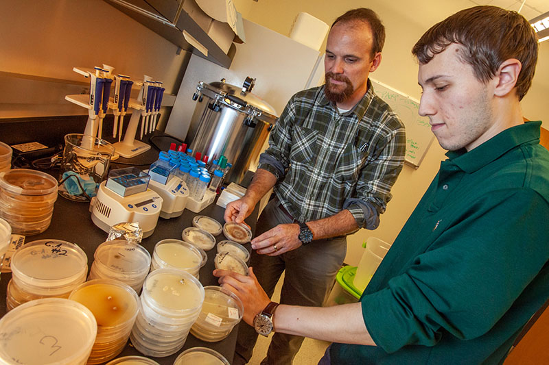 Hulvey and Starvoravdis in the lab looking at fungi.