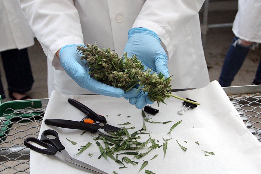 A freshly trimmed hemp bud