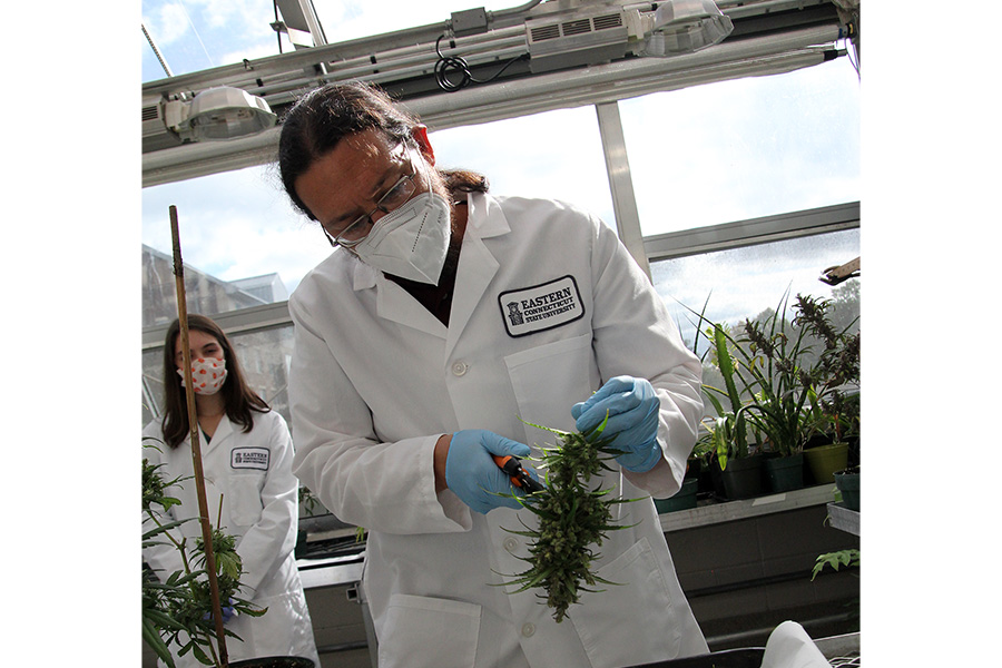 Biology Professor Bryan Connolly trims the leaves off a hemp bud