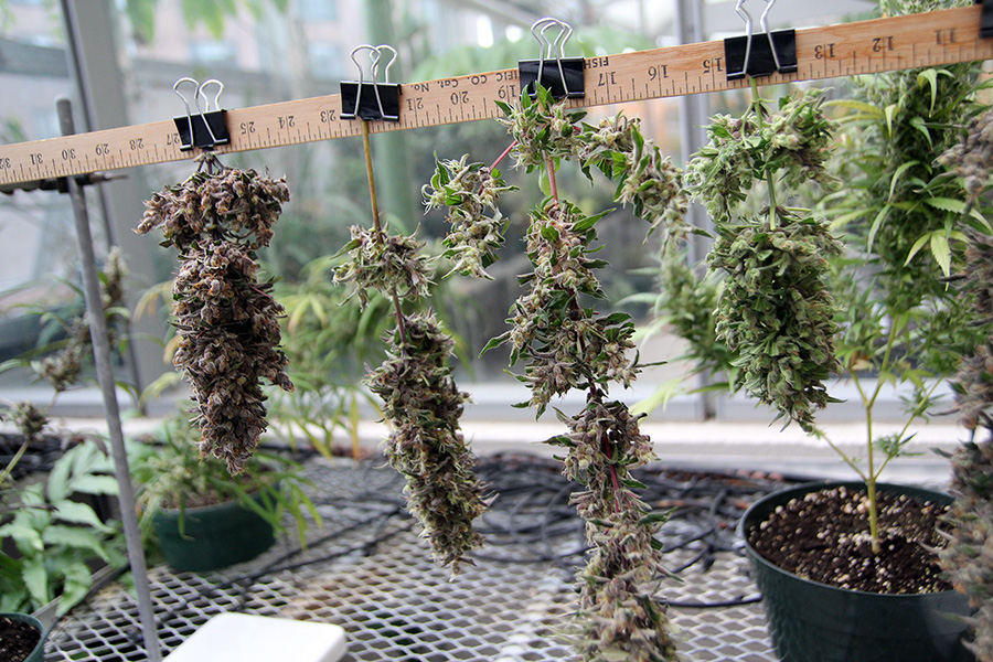 Freshly cut hemp buds hanging to dry