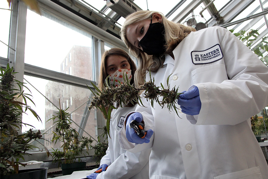 Students Giahna Ellis and Kate Arildsen trim the leaves off hemp buds 