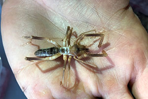 Camel Spider