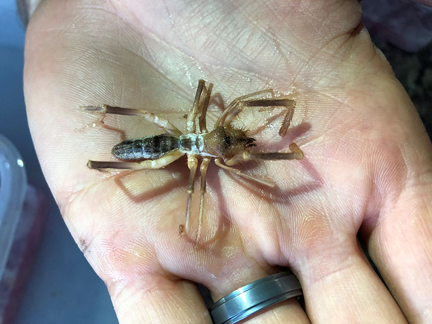 the biggest camel spider ever found