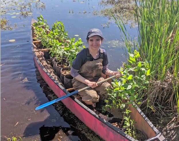 Buttonbush in canoe 