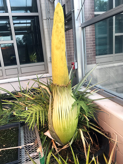 Corpse flower 