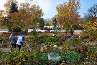 Student-volunteers cleaning the Jillson House garden on Main St. in Willimantic.