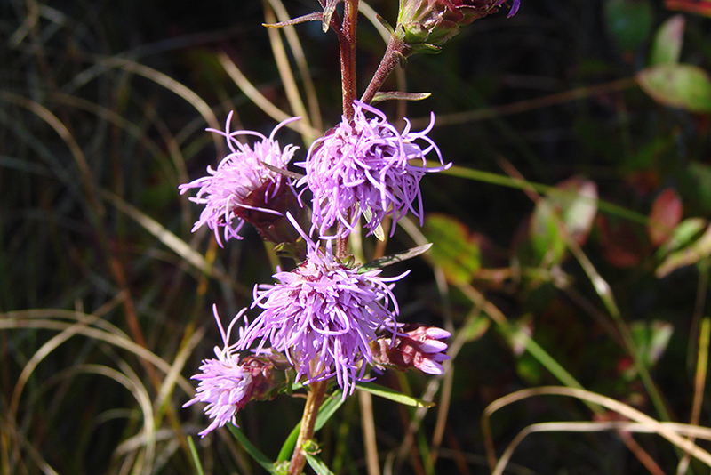 wildflower