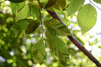 diseased leaf