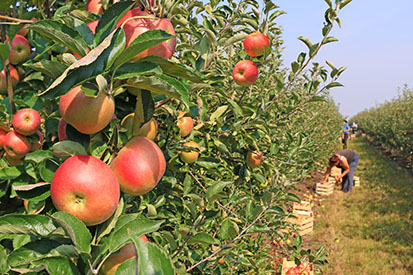  Among the Six-Week Challenge trips is an apple-picking outing at Homberg Orchards in Gales Ferry on Sept. 21. 