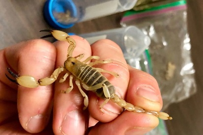 Graham holds a live eastern swollenstinger scorpion (Anuroctonus phaiodactylus) by the tail.