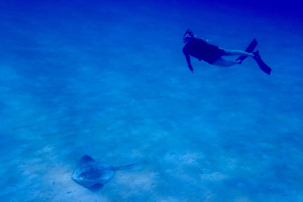 A student swims with a ray in the Bahamas.