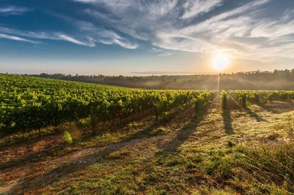 Eastern business professor co-founds global wine institute -thumbnail image
