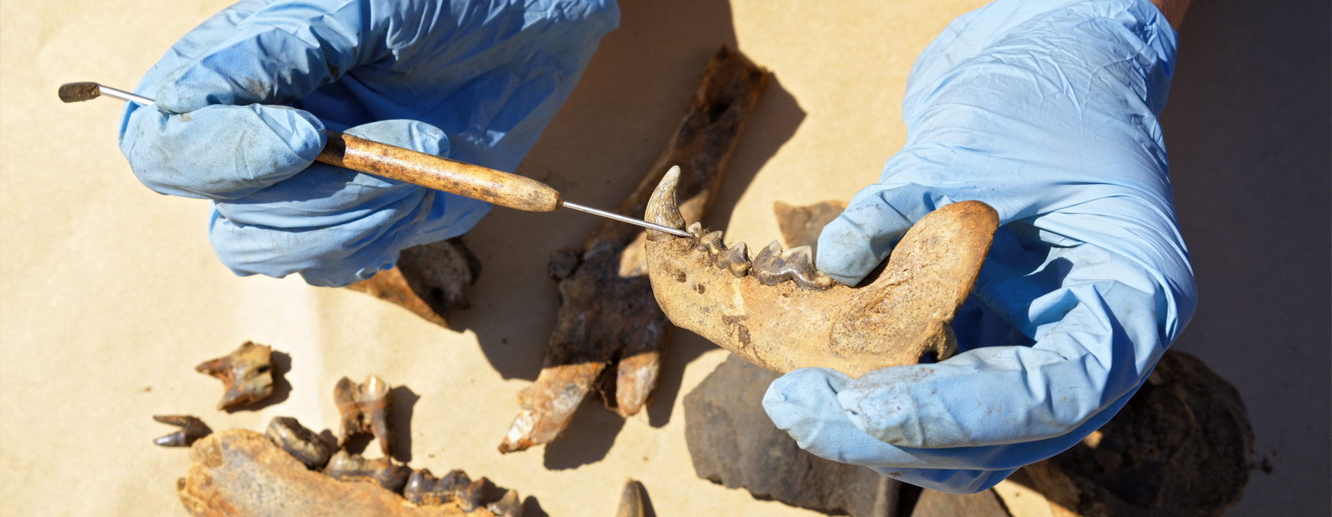 Anthropology Major - Eastern