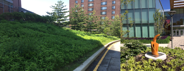 landscaping at Eastern